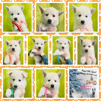 CHIOT