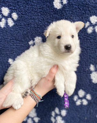 CHIOT