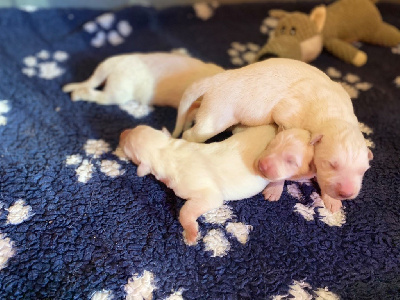 CHIOT