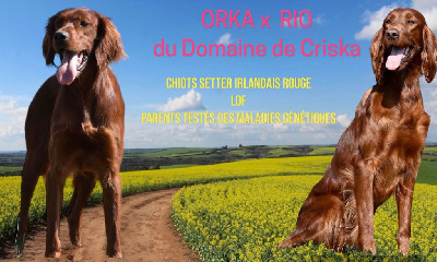 CHIOT