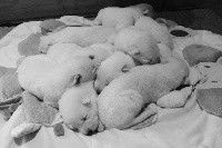 CHIOT