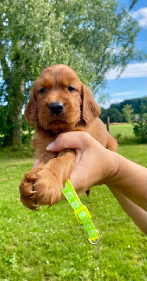 CHIOT 2