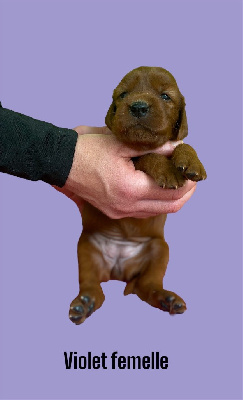 CHIOT
