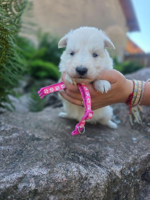 CHIOT
