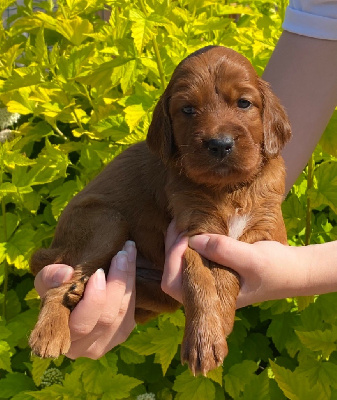 CHIOT