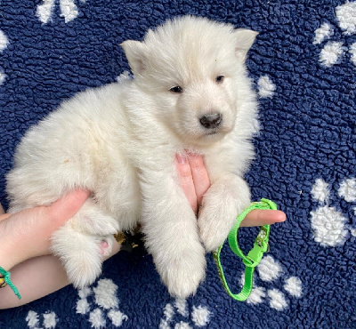 CHIOT
