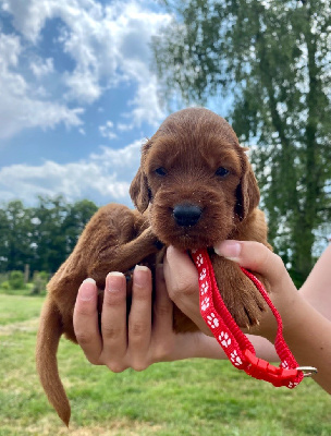 CHIOT