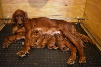 CHIOT