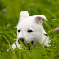 CHIOT