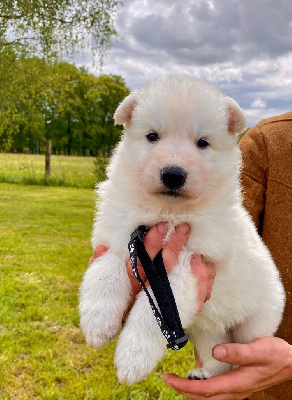CHIOT 1