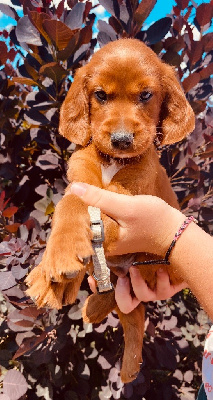 CHIOT