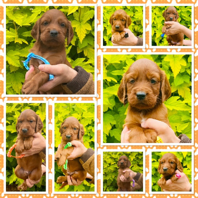CHIOT