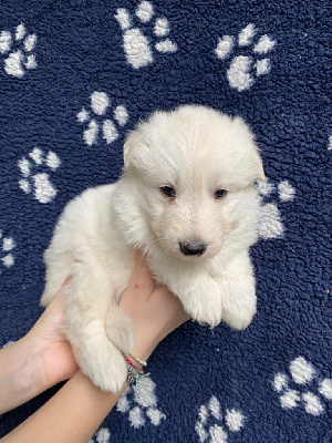 CHIOT