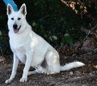 CHIOT