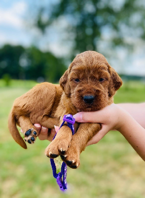 CHIOT