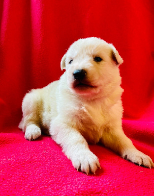 CHIOT
