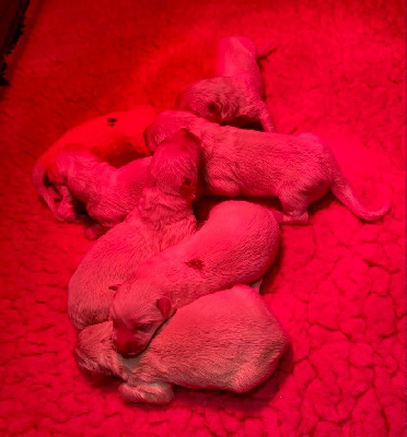 CHIOT