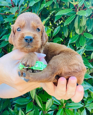 CHIOT