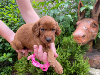 CHIOT 6