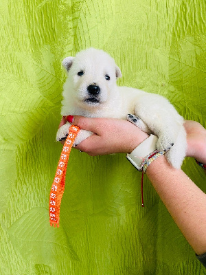 CHIOT