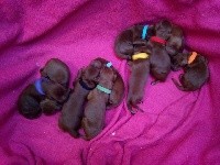 CHIOT