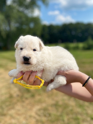 CHIOT