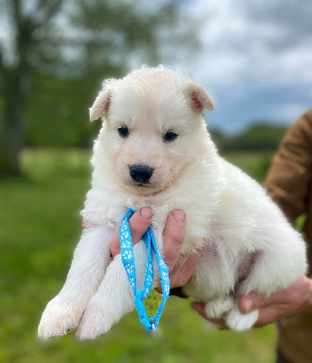 CHIOT 3