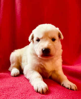 CHIOT