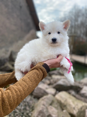 CHIOT