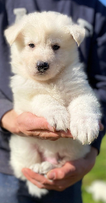 CHIOT