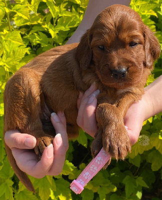 CHIOT