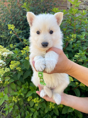 CHIOT 5