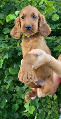 CHIOT