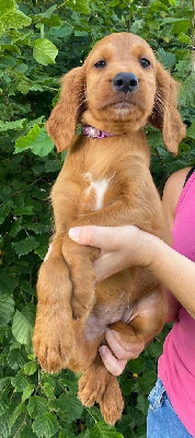 CHIOT