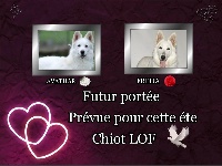 CHIOT