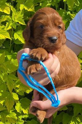 CHIOT