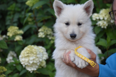 CHIOT 2