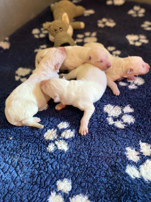 CHIOT