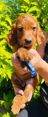 CHIOT 5