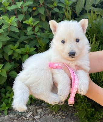 CHIOT 9