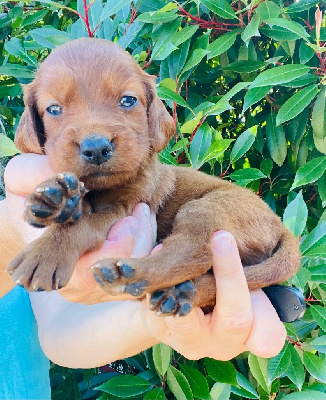 CHIOT