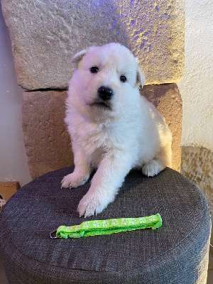CHIOT