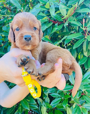 CHIOT