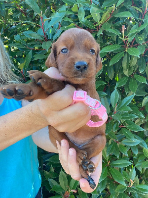 CHIOT