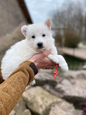 CHIOT