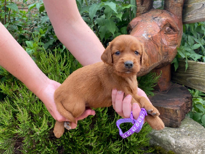 CHIOT 4
