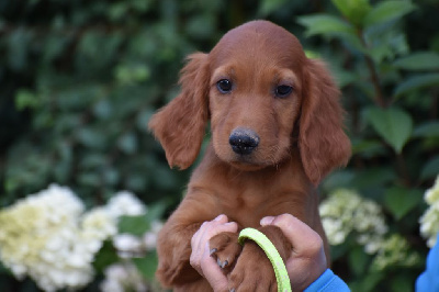 CHIOT 1