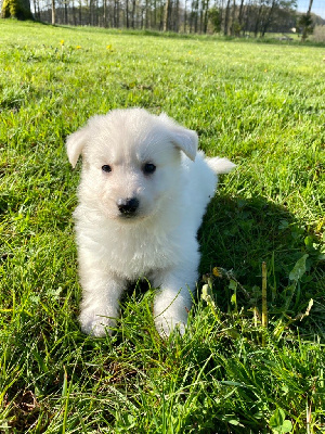 CHIOT