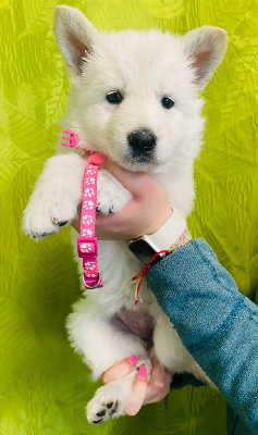 CHIOT