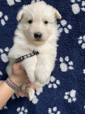 CHIOT